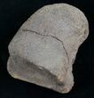 Edmontosaurus Toe Bone - South Dakota #8367-3